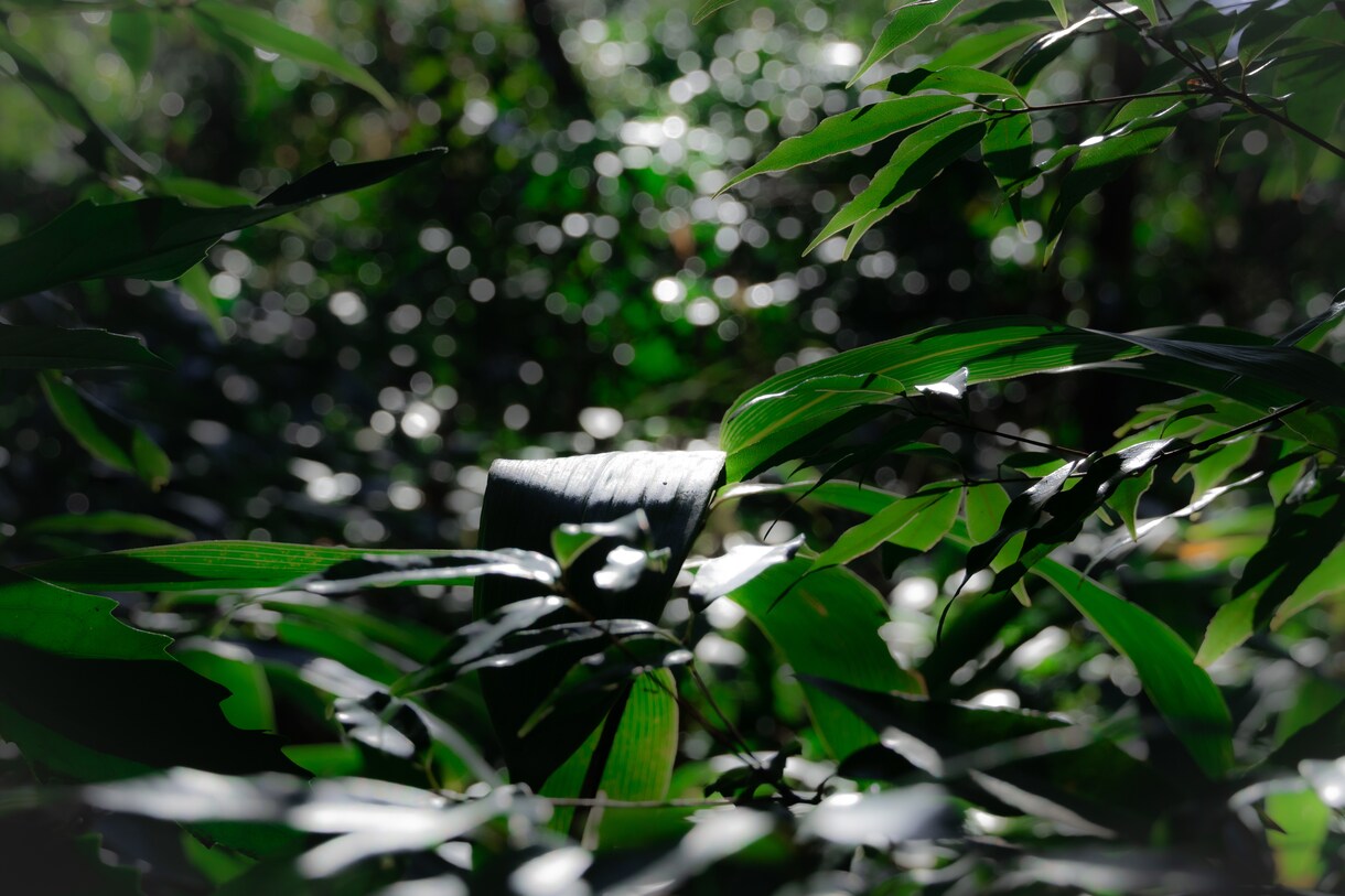 都内にて写真撮影代行致します 関東近郊にて写真撮影代行致します。 イメージ4