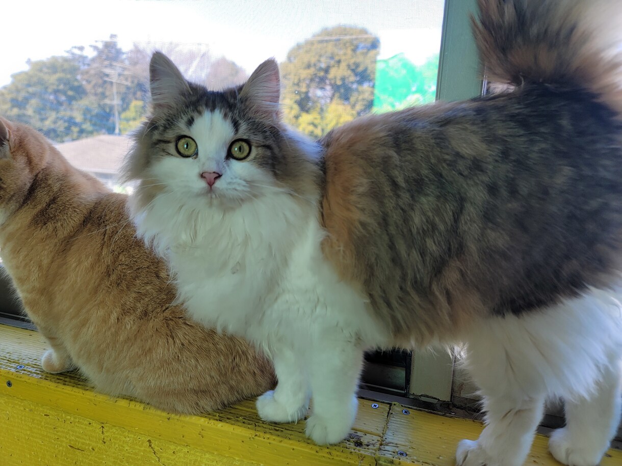 猫ちゃんに関する悩みや相談のります ・猫ちゃんの飼い方・多頭飼育の方法・初めて猫ちゃんを飼う イメージ5