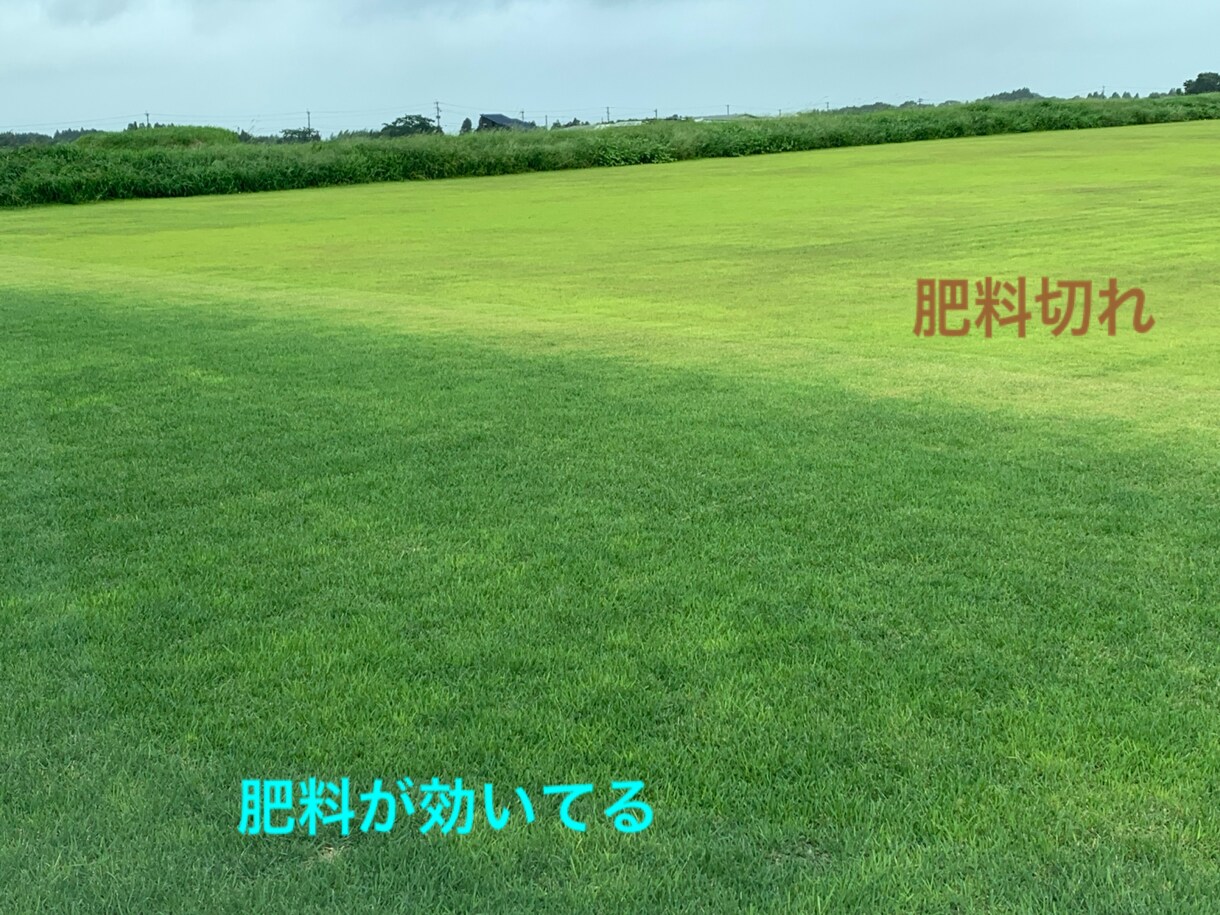 芝生のお悩み聞きます 野芝、コウライ芝、ティフトン、セントオーガスチンなどのご相談 イメージ1