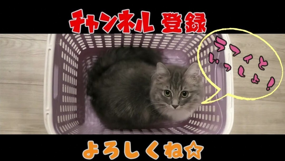 あなたのペット動画でオリジナルムービーを制作します 字幕、BGM、効果音など！様々な要素で自分だけの動画に！ イメージ2