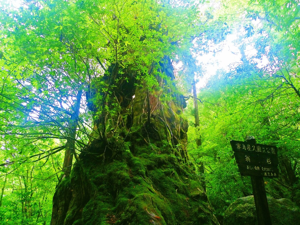 片思いのあなた！お相手の気持ちを読み取ります タロットであなたの未来を読み解く！ イメージ1