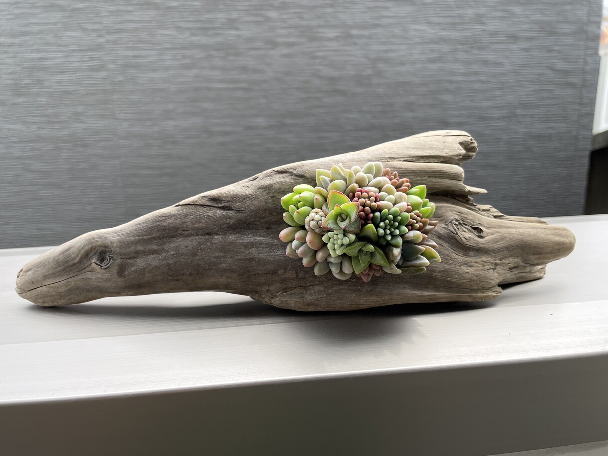 多肉植物の寄せ植えお作りします 多肉植物の専門家があなたにピッタリの寄せ植えをお作りします イメージ9