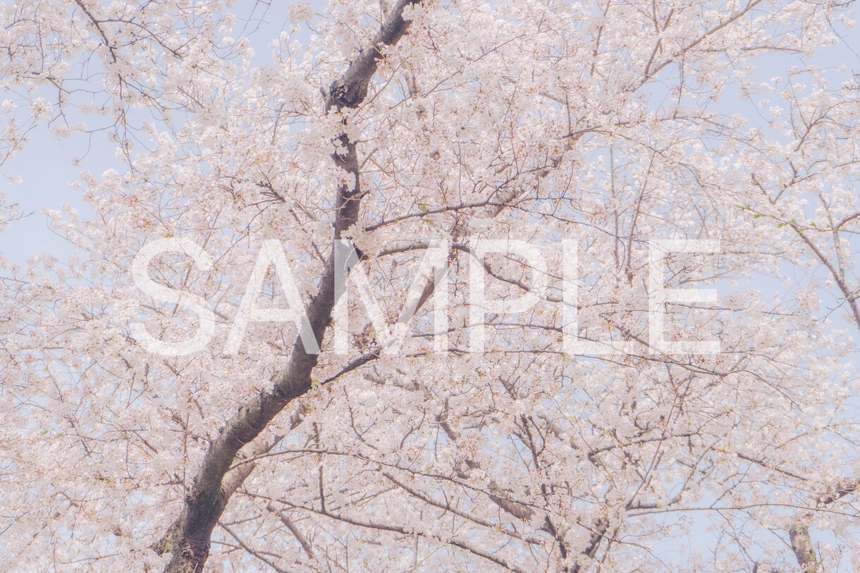 春の撮影　桜の写真素材10枚を提供します 色々な用途で使用できる素材写真をご提供します。 イメージ5
