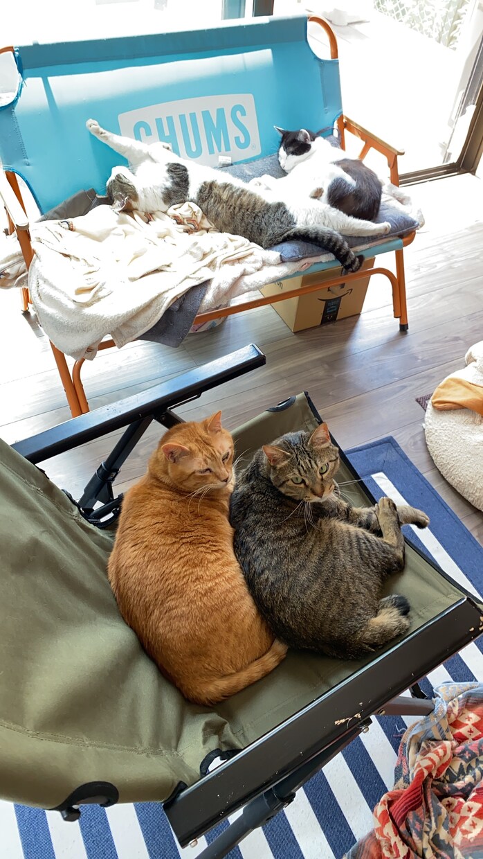 猫の多頭飼いについての相談に乗ります 現在一軒家で11匹の猫を飼育中、出費や猫同士の相性など イメージ1