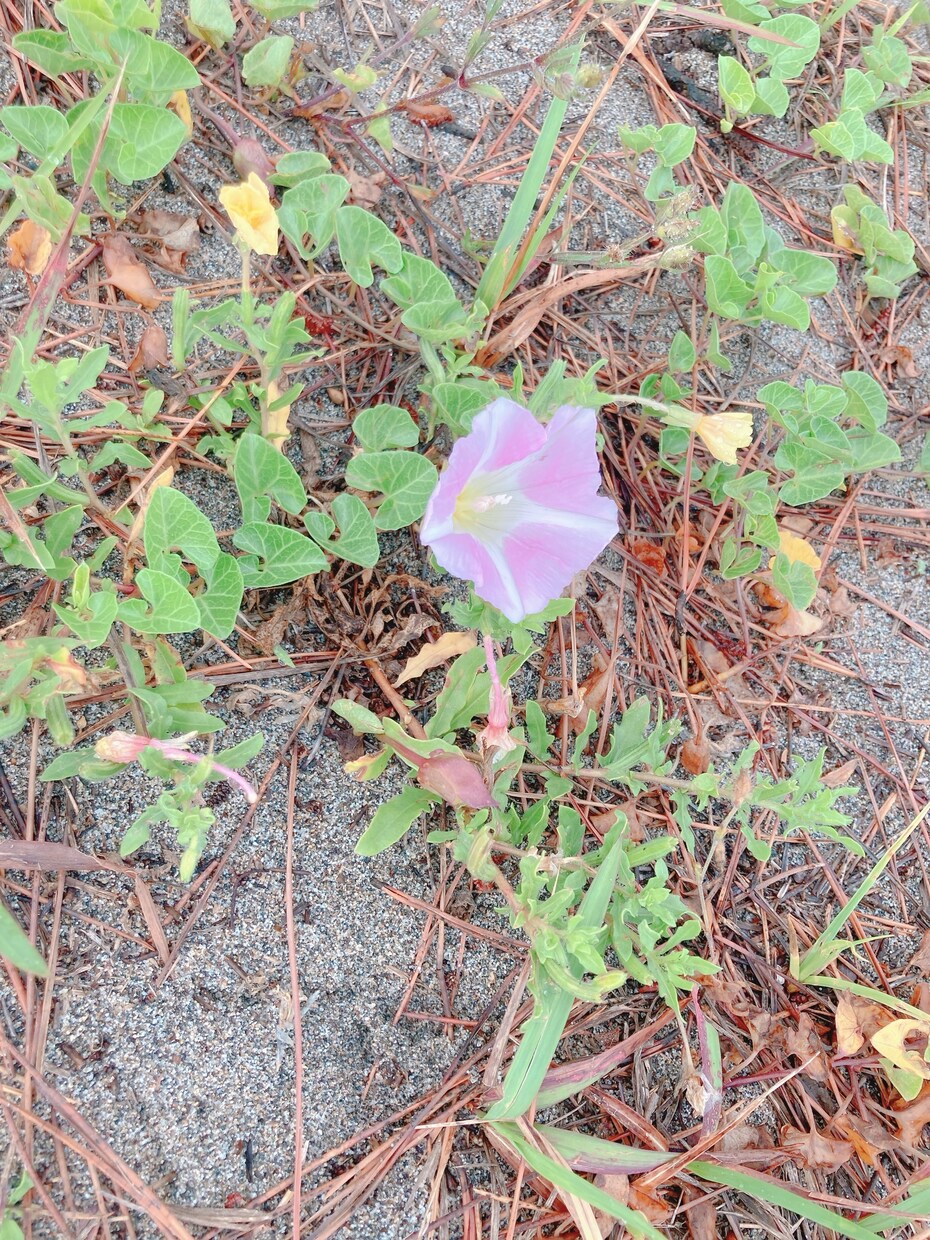 どんな悩みでも聴きます どんな悩みも受け止めます(๑• ω •๑) イメージ1