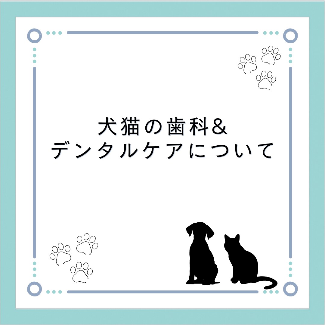 犬と猫の歯科、基礎&デンタルケアおしえます 意外と知らない犬猫の歯科について、基本から応用まで教えます！ イメージ1