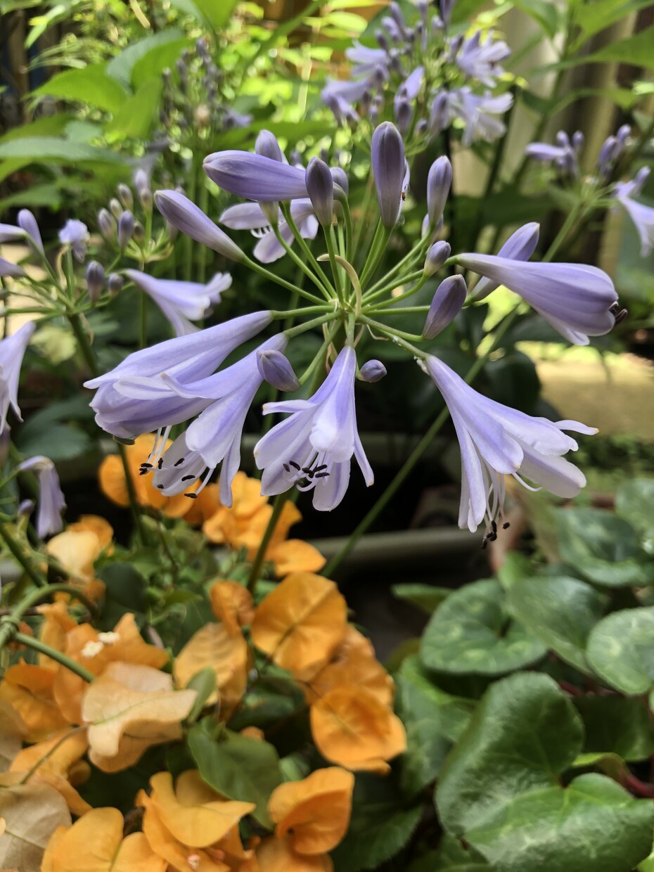 お庭の植物育てかたや病気など見ます 園芸店で働いている知識活かしあなたのお庭を素敵にします！ イメージ1