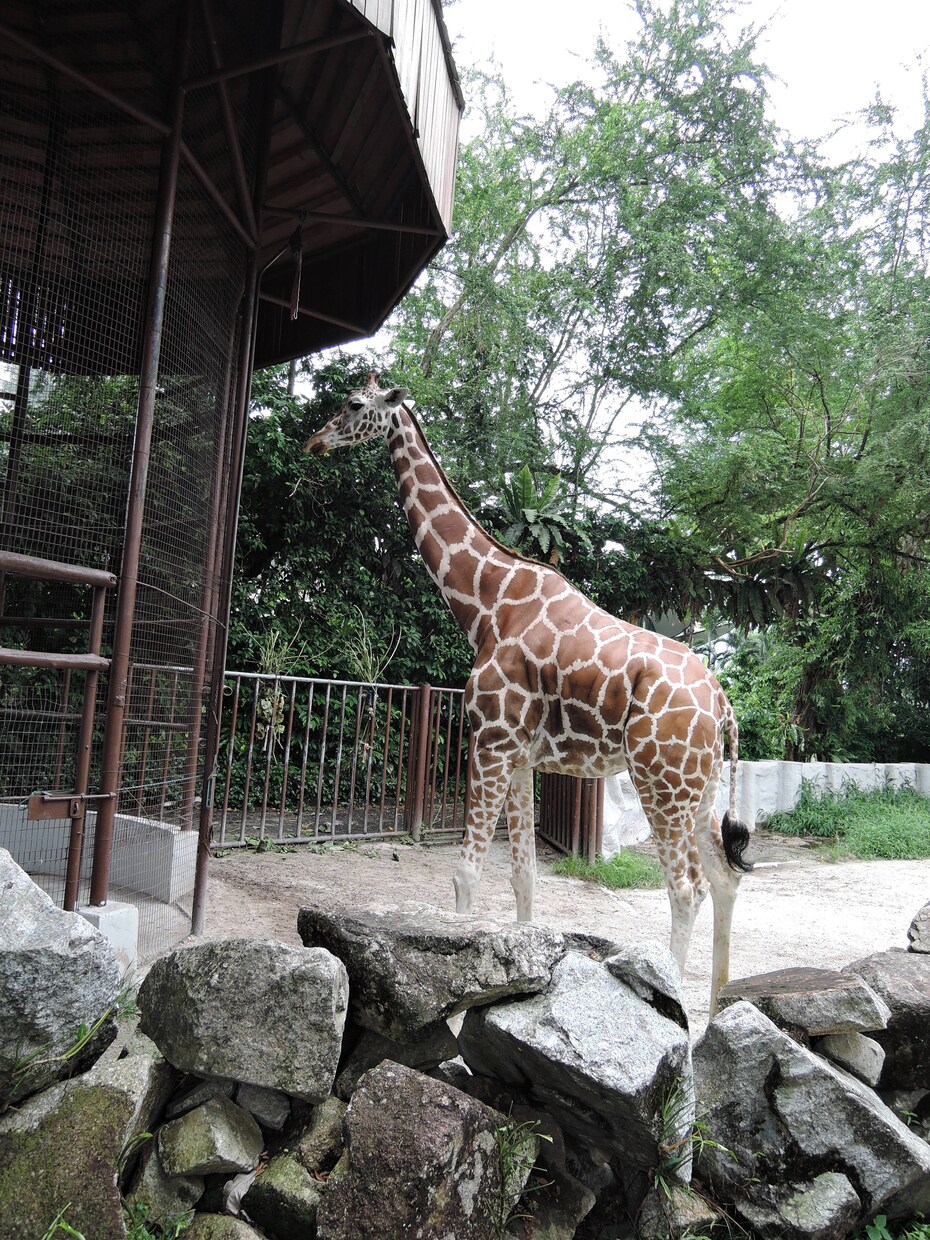 動物園の獣医師が動物に関する疑問質問にお答えします ネズミからゾウまで動物の飼い方・生態・病気の相談などなど イメージ3