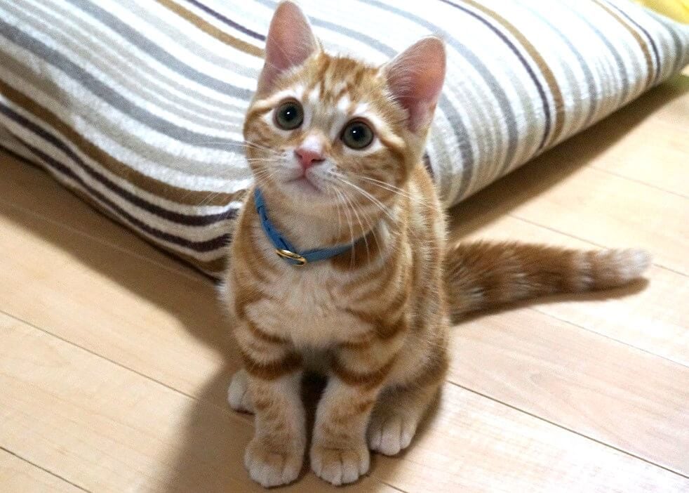 タロット占いの心鏡爺でございます 仕事・恋愛・金運・健康・他　あなたの悩みに寄り添います イメージ1