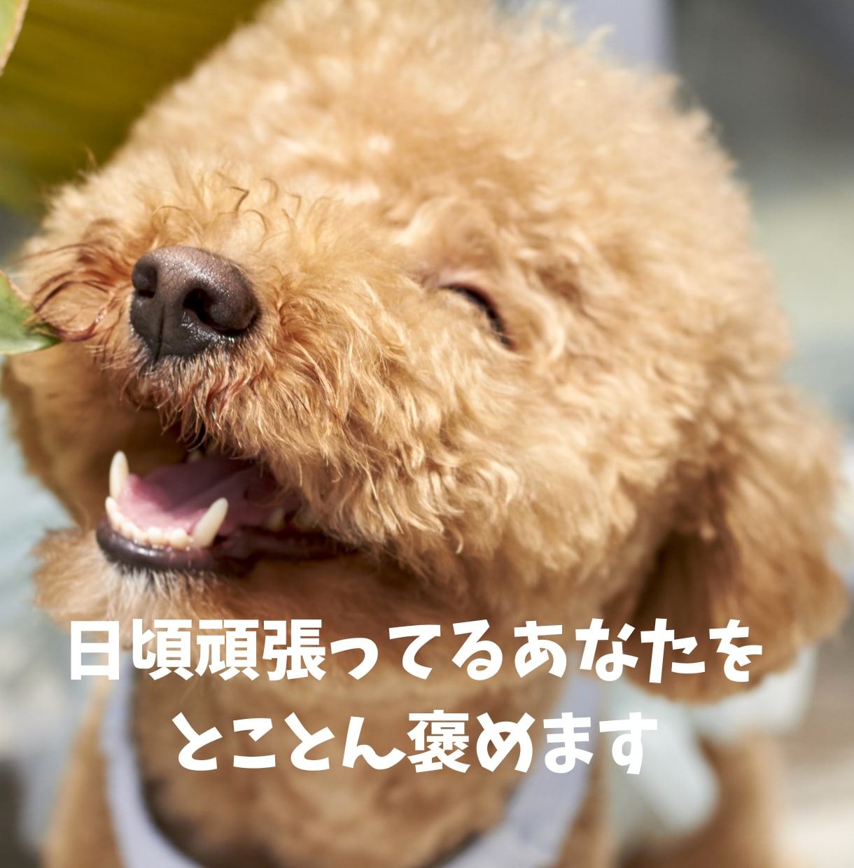 日頃頑張ってるあなたをとことん褒めます 褒められてやる気やモチベーション上げましょう！ イメージ1