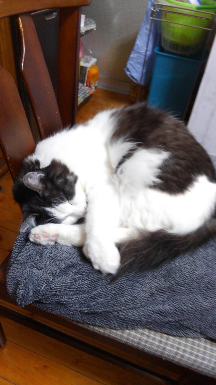 お話聞きます 猫ちゃん大好き田舎のおばちゃん イメージ2