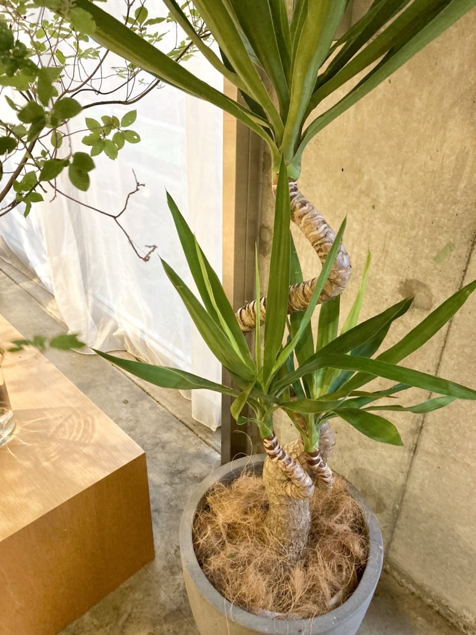 植物のプロが観葉植物のお悩みに答えます 元代官山の花屋の店長がアドバイス イメージ5