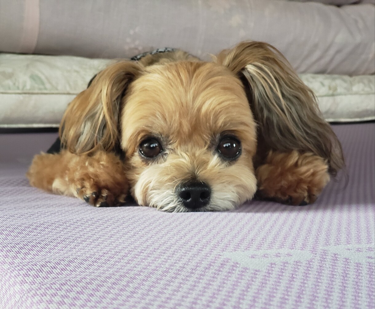 楽しくワンコにしつけと技を教えられます お座りから吠えろまでモデル犬に必要なスキル習得が出来ます イメージ1