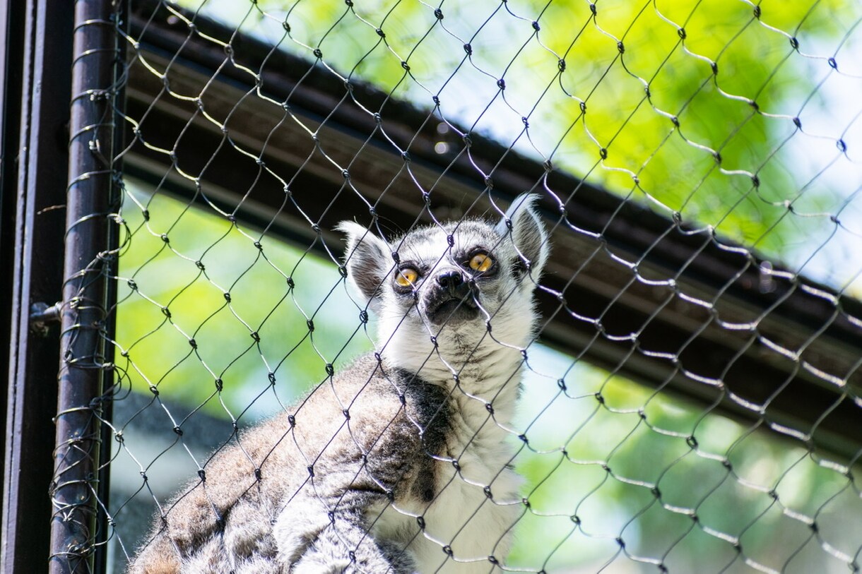東山動物園の可愛い動物の写真を撮ります 可愛らしい動物の写真で癒されたい方へ イメージ1