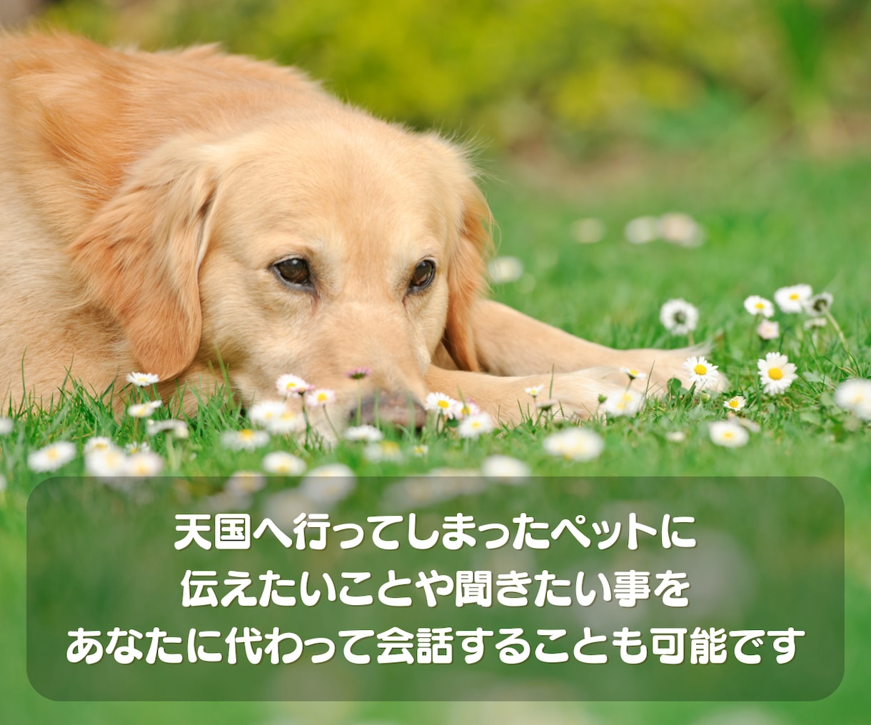 家族のように大切なペットの心の声を読み取ります アニマルコミュニケーションであなたとペットの気持ちを繋ぎます イメージ5
