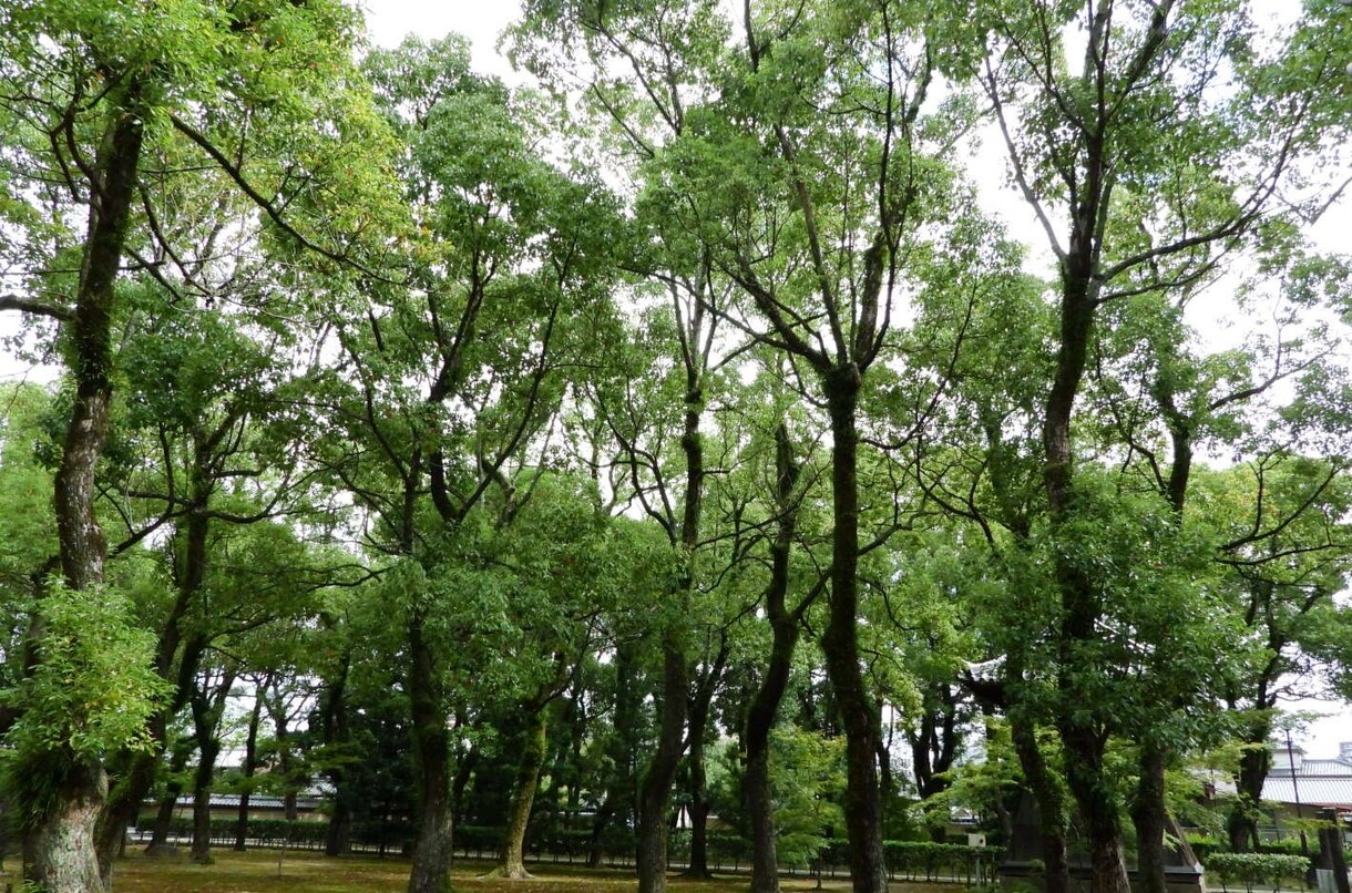 心の悩みについて親身に相談相手になります 一人で悩まないで。あなたの気持ち、電話で話しましょう。 イメージ4