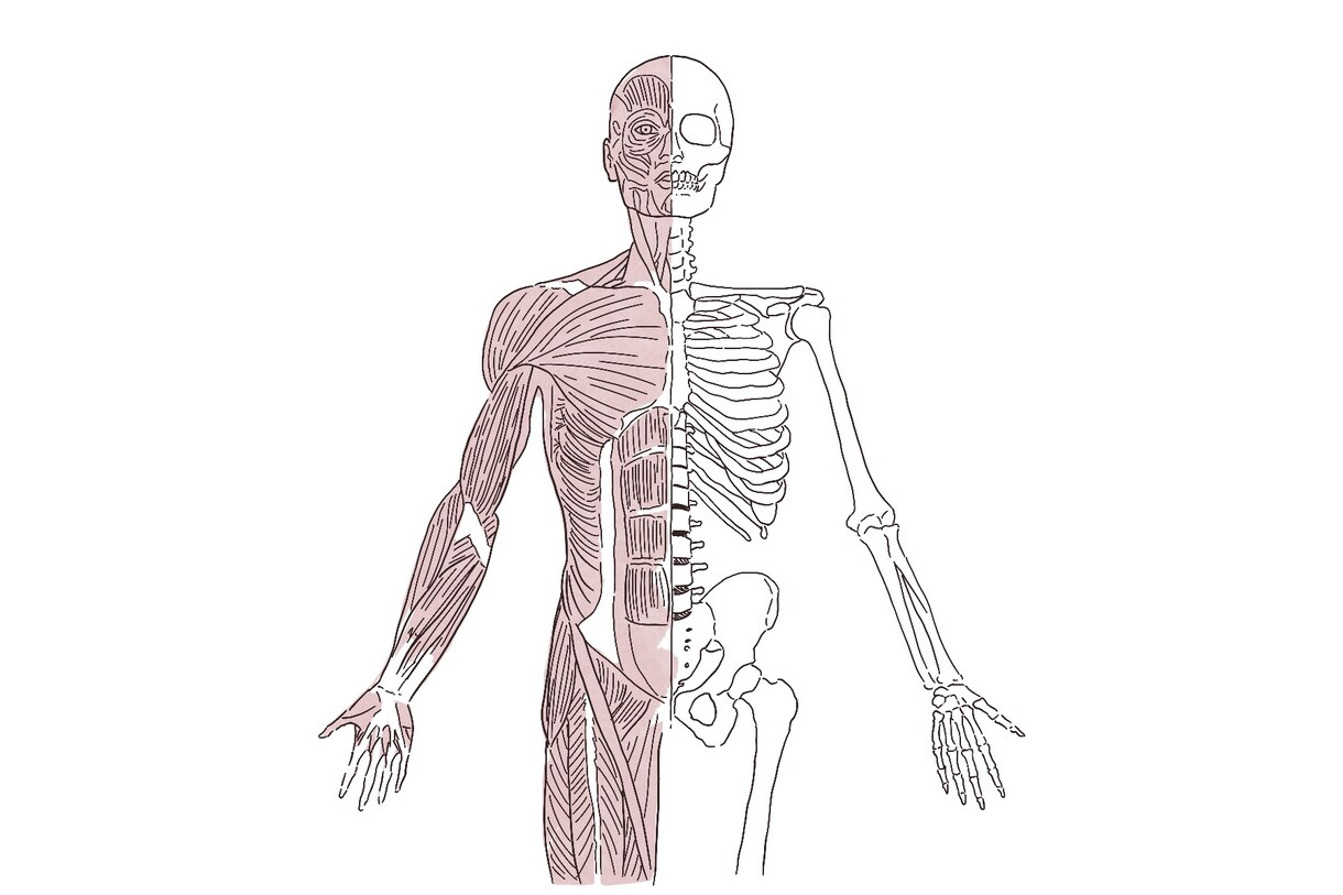 人体解剖学 - 健康・医学