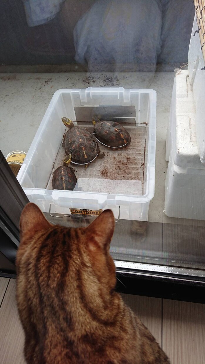 爬虫類、両生類の飼育方法を飼育員目線で教えます 生体が餌を食べない、大きくならないと感じたあなたへ！ イメージ4