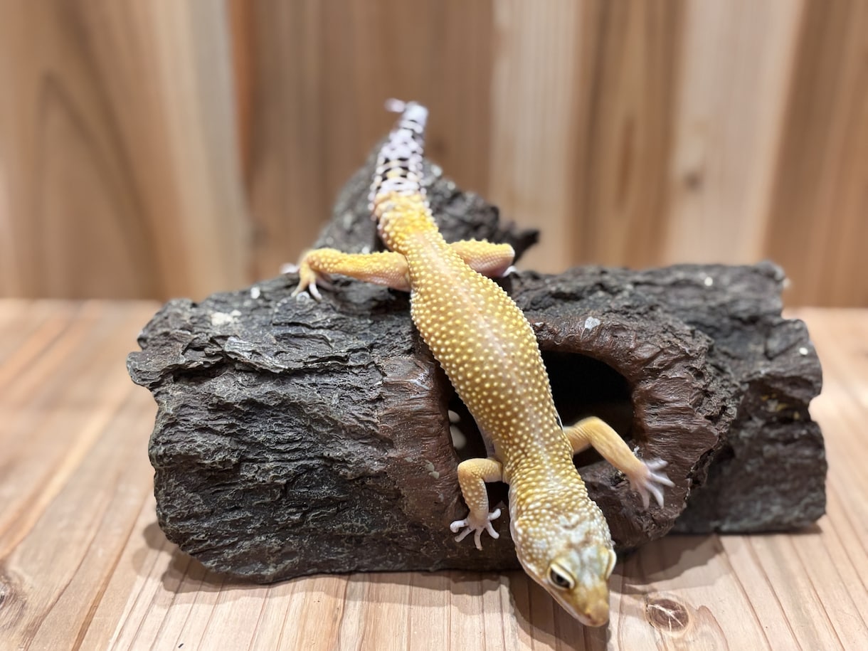 爬虫類コンサルタント承ります 爬虫類飼育の扉を開こう！！一緒に悩みましょう！ イメージ1