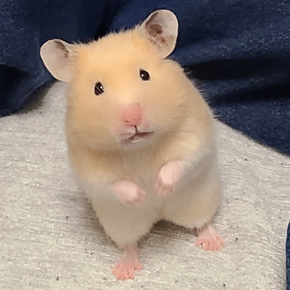 なんでもできませんがなんでもします 1週間白身が傍に寄り添います。 イメージ1