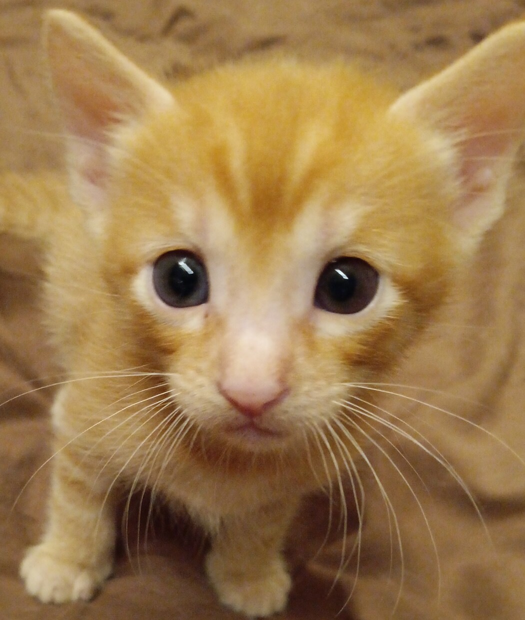 可愛い猫の写真よろしくおねがいします 可愛い猫の写真ですよろしくお願い致します イメージ8