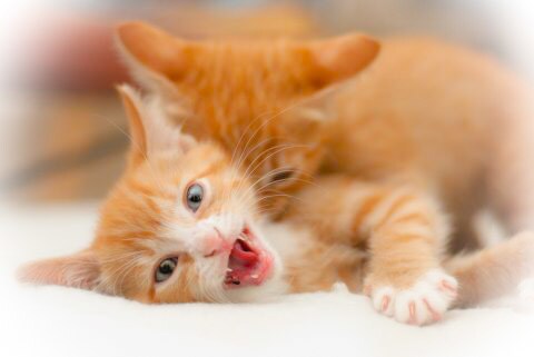 あなたの不満、愚痴をお聞きします ・周りに相談できる相手がいないあなたへ イメージ1