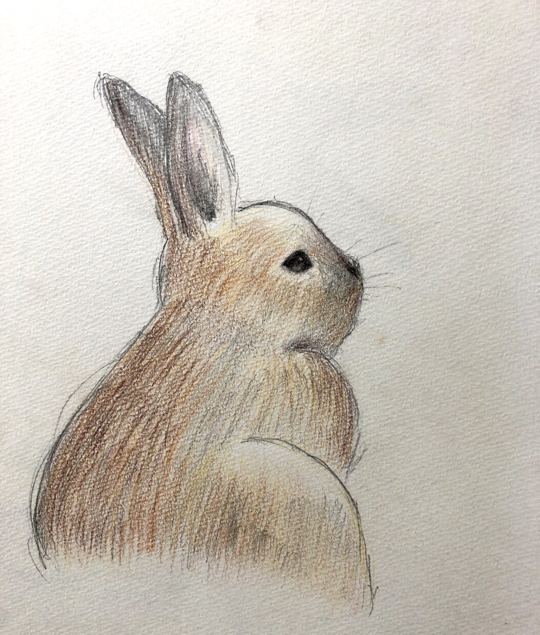 ペット等動物のデッサン、イラストお描きします 大切な家族の思い出を絵に残しませんか？温かい絵お届けします。 イメージ5