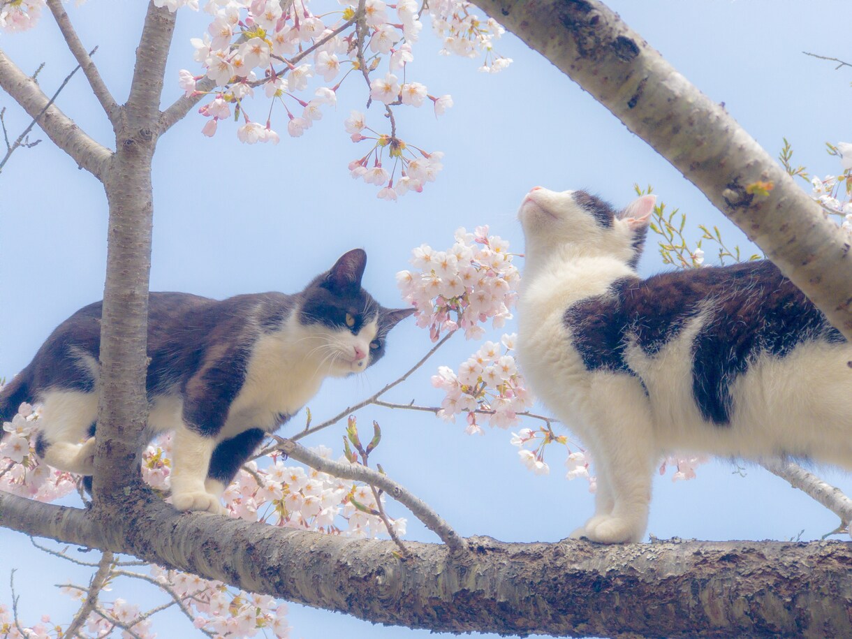 レタッチやRAW現像いたします 自分のイメージにあった写真にしたい方 イメージ1