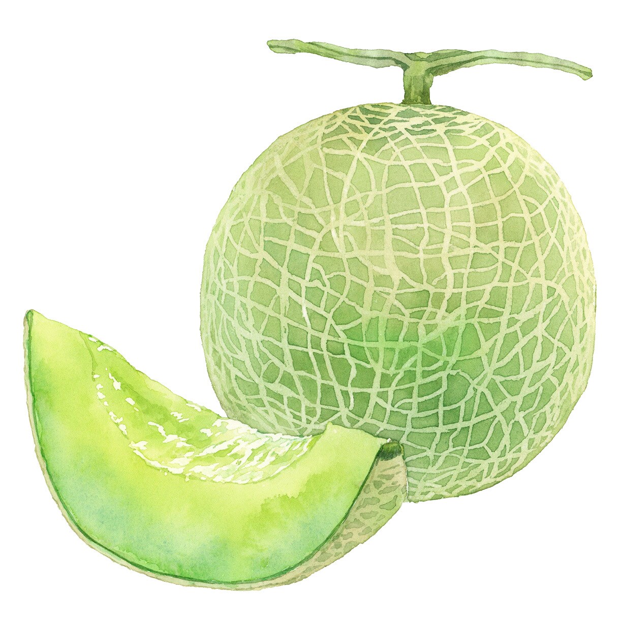 商用◎水彩で野菜・フルーツのイラストを描きます 構図から提案も可。カラーラフ修正無制限、ヒアリングが得意です イメージ7