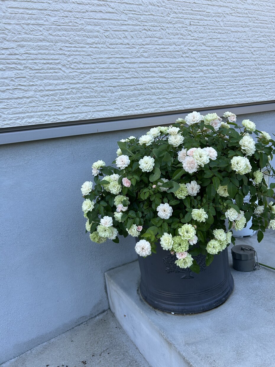 趣味の園芸のお話します 自分の可愛い植物の話をしたい！相談したい！という方大歓迎♡ イメージ1