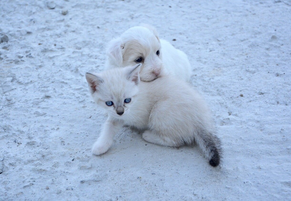 犬・猫のお世話！分からないところ教えます ご自身で飼うのが初めての方の疑問を解決します！ イメージ1