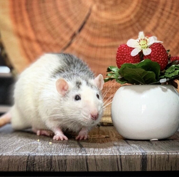 ペットの正しい飼い方、アドバイス教えます コロナ禍で増える捨てられるペットが減りますように イメージ6