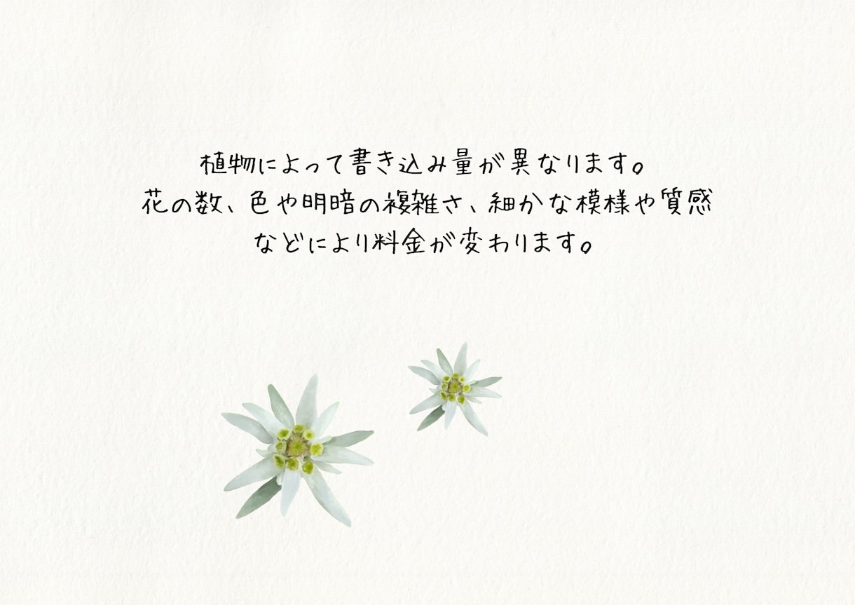 写真を参考に植物イラストを作成します 背景透明　水彩風やわらかタッチの植物画 イメージ4