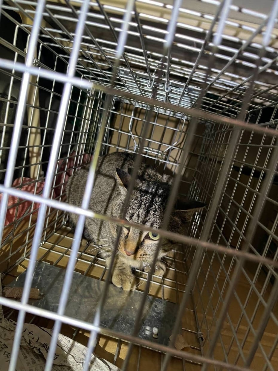 猫探偵のプロが迷子猫・脱走猫の相談に乗ります 猫探偵の捜索経験から、迷子猫・脱走猫のお悩みにお答えします イメージ1