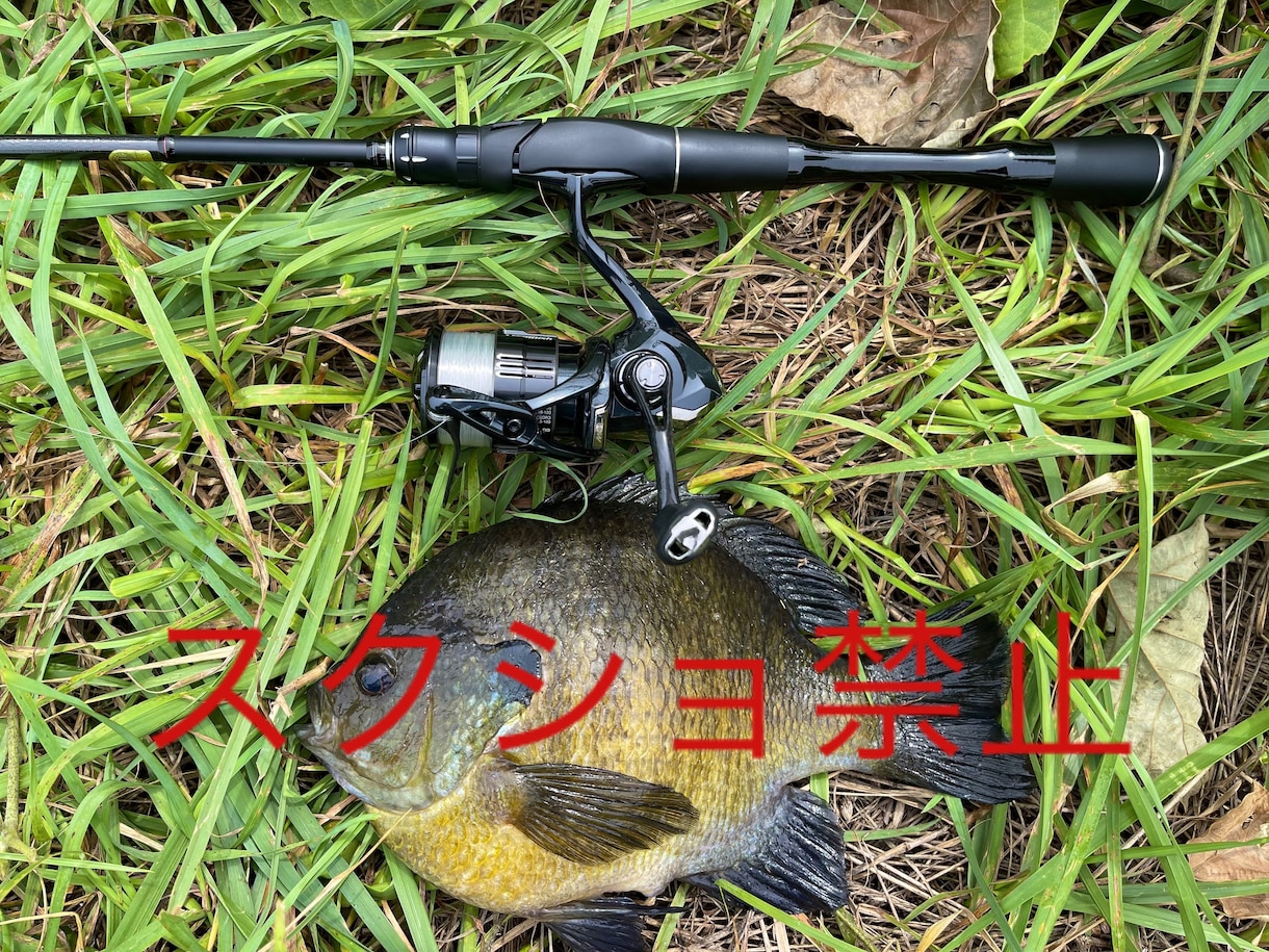 ブルーギル日本記録29センチの写真を売ります ご自身のsnsのフォロワーを増やそう イメージ2