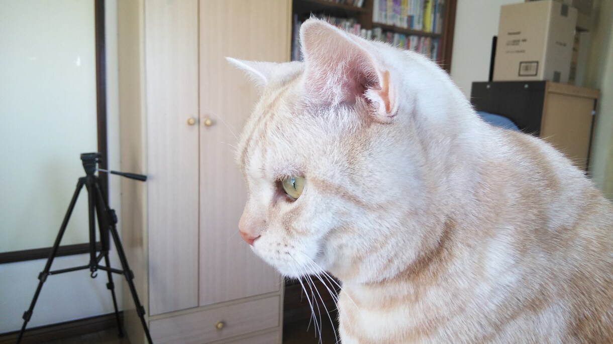 猫サロン。猫と遊んだり、猫との生活を色々知れます リモートでアメリカンショートヘアとひとときを過ごしませんか イメージ3