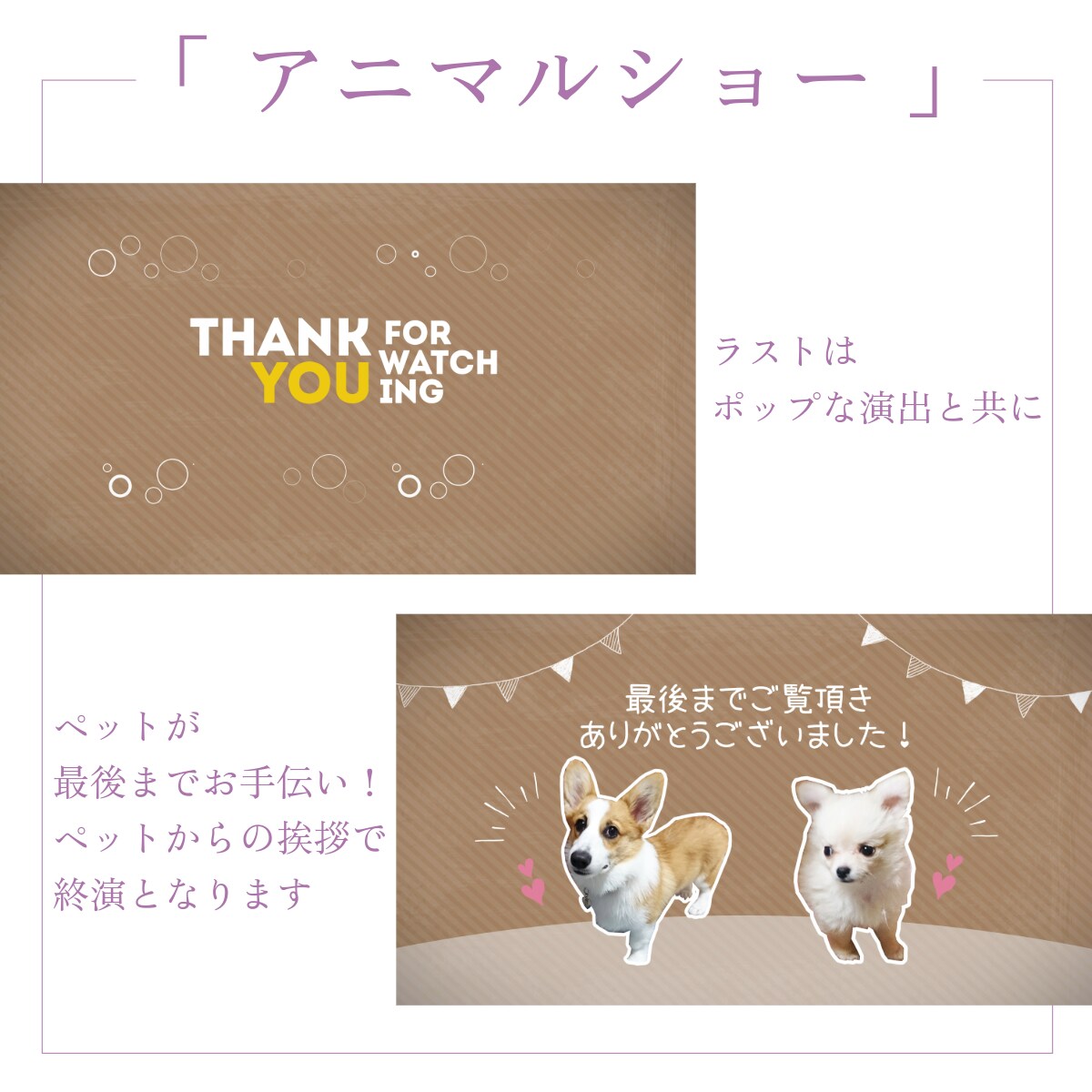 プロフィール・アニマルショーはペットが大活躍します 22000組のムービー制作の実績で高クオリティ・低コスト イメージ5
