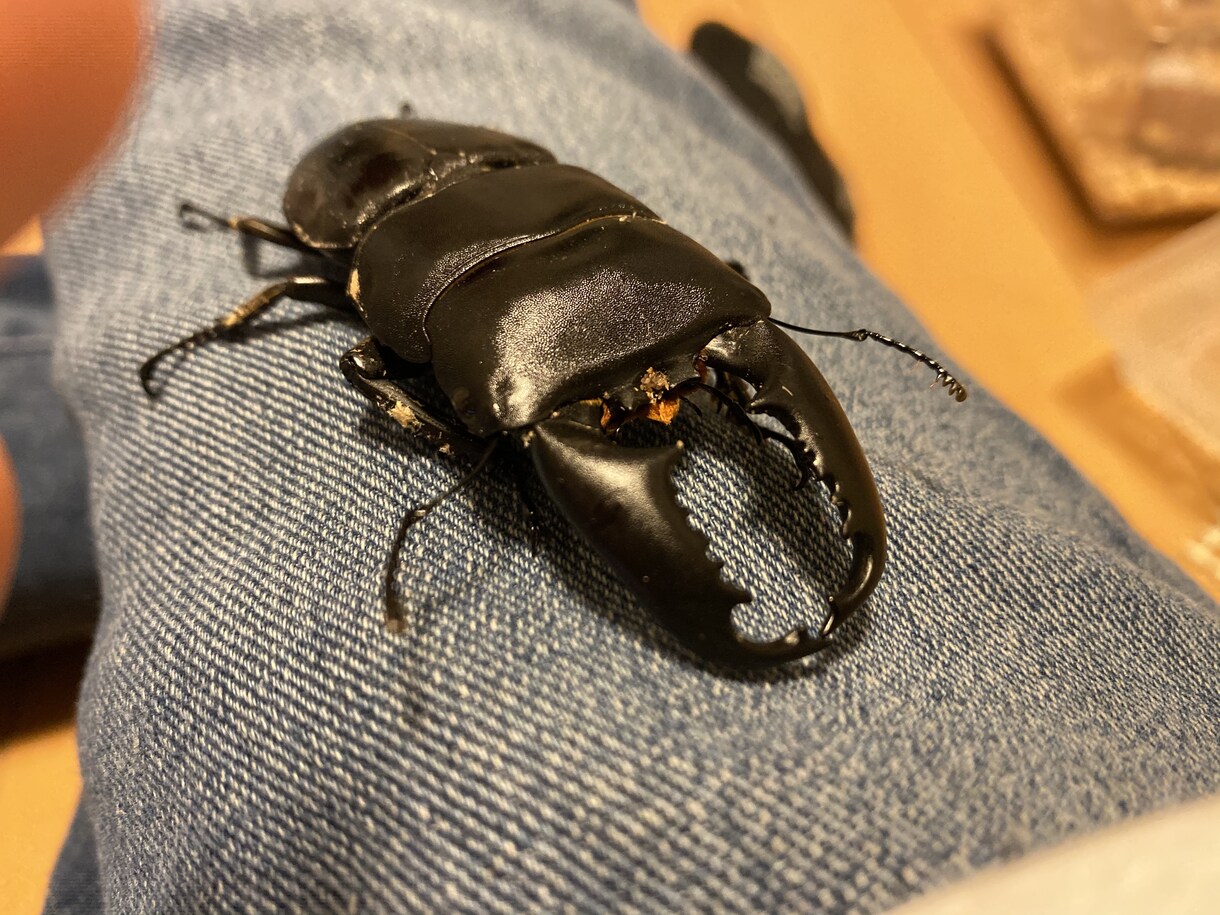 海外や日本のクワガタの飼育方法についてお教えします クワガタの飼育を上手くするには？〜海外や日本のクワガタ〜 イメージ5