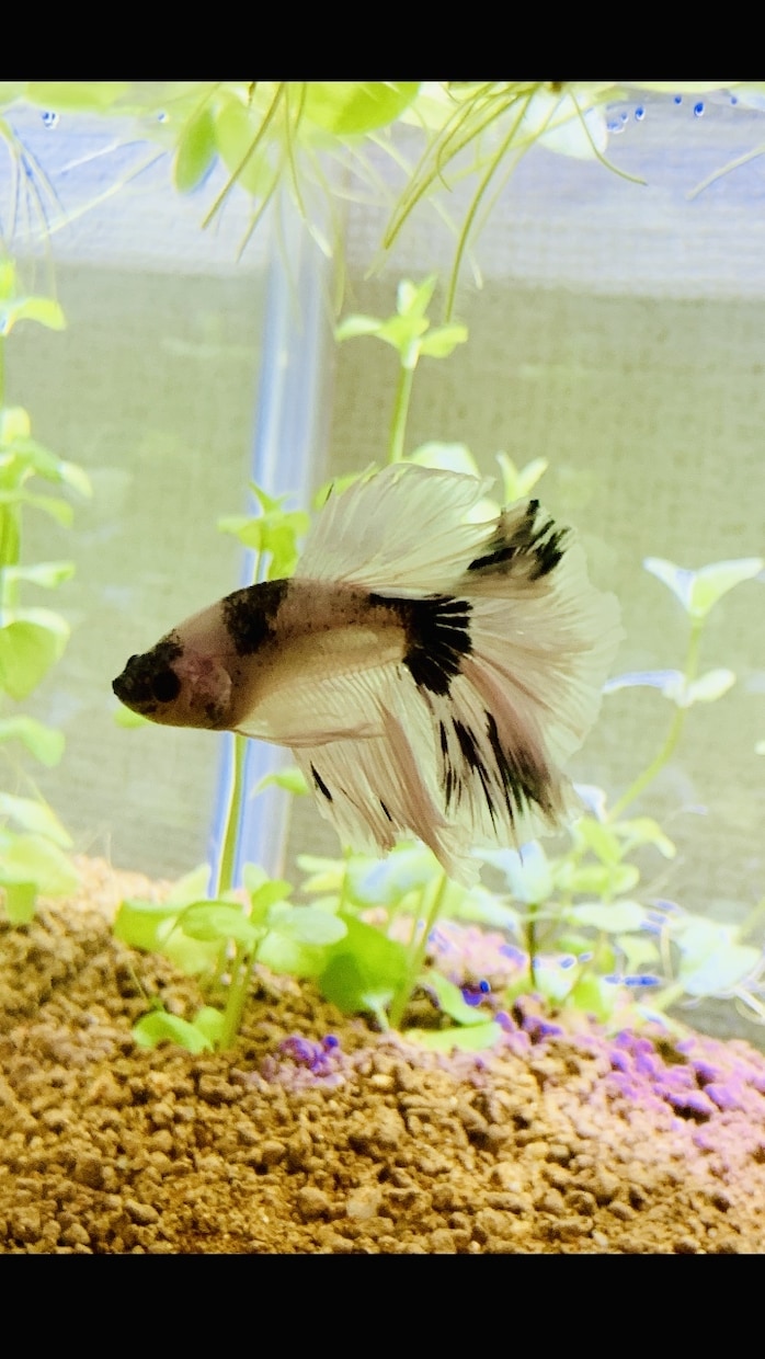 初めての熱帯魚飼育にお答えします お魚をお家で飼いたいけど困ってる方…お答えします！ イメージ1