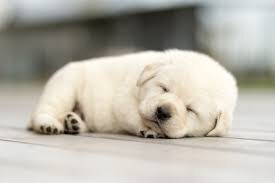 初めて犬を飼おうという方の相談にのります お金周り、誰から買うか、おすすめの犬種、育て方など イメージ4