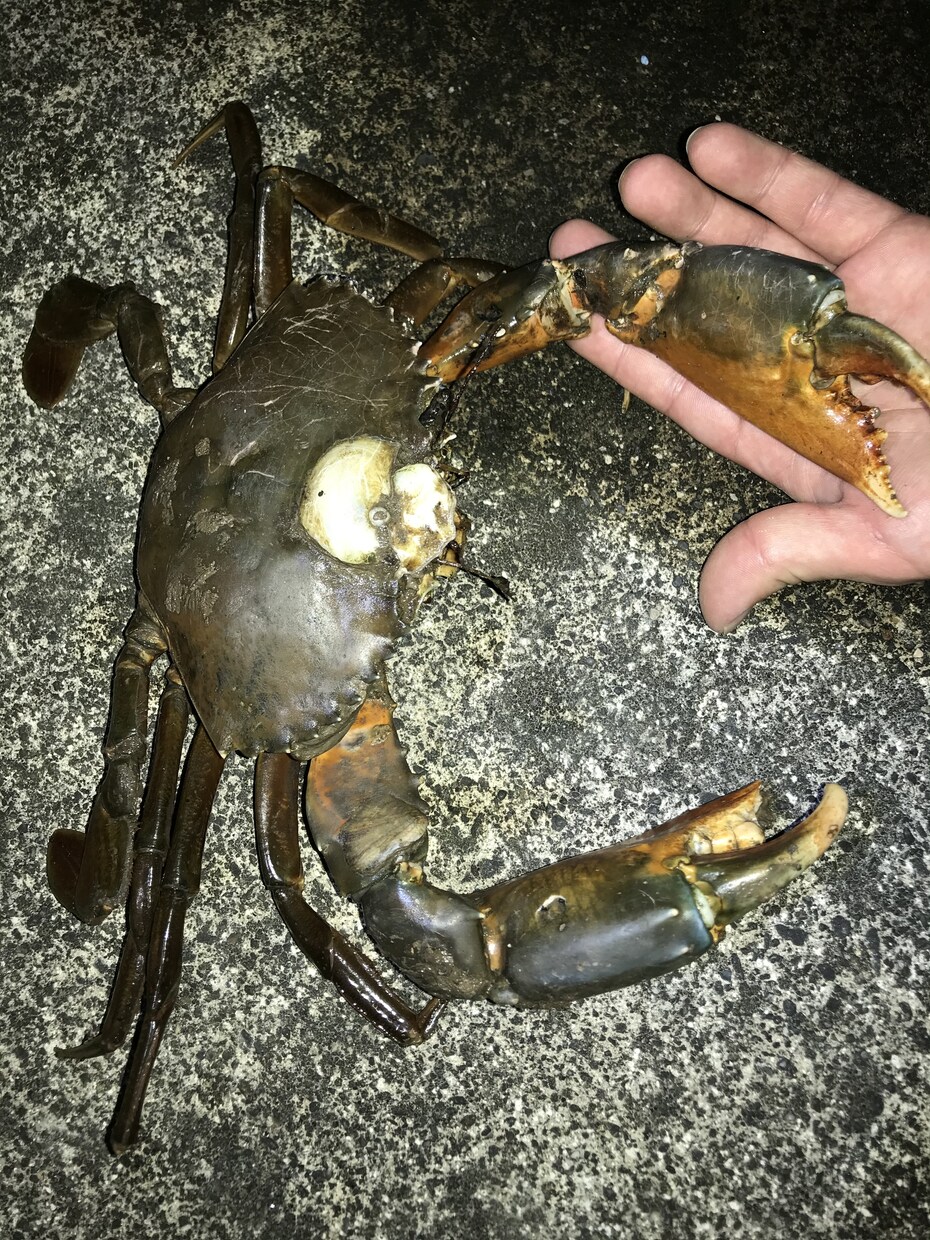 蟹取り方法(ノコギリガザミ、イシガニ)教えます 高級蟹を実際に採取している本人だから分かるコツ伝授 イメージ1