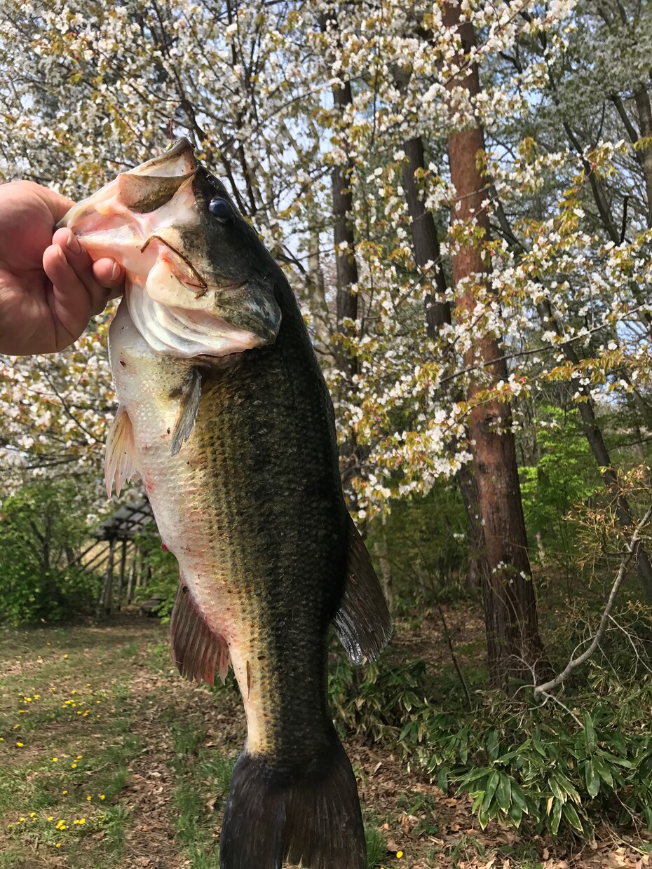 ブラックバスの釣り方ルアー選びお教えします まだ釣りを始めたばかりの方、小物しか釣れずにお悩みの方 イメージ2