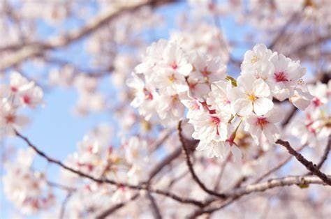 縁結び【恋愛成就祈願】幸せな未来を切り開きます 悩み多き貴方様の恋愛が理想から現実になる近未来の【吉日付き】 イメージ1