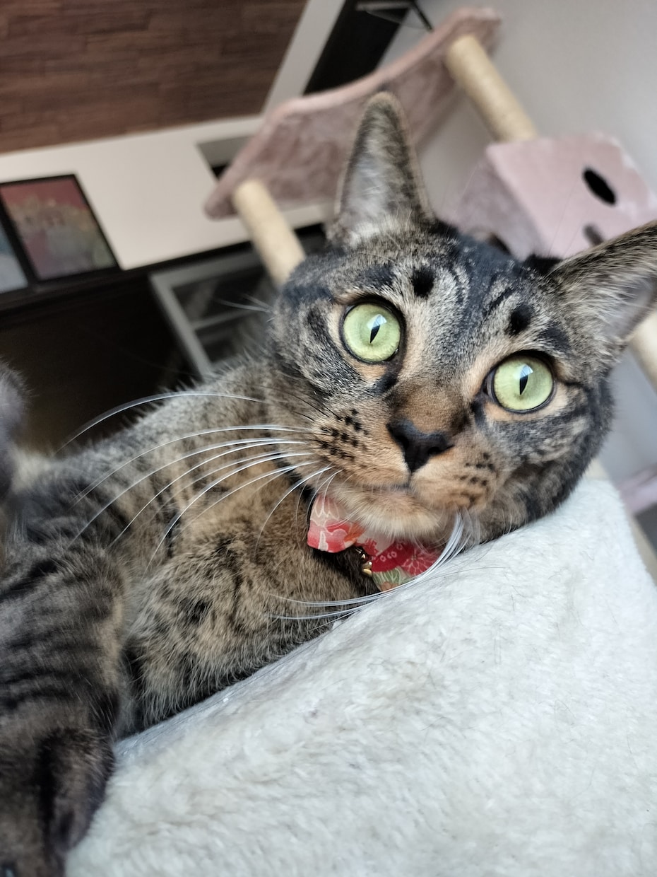 愛玩動物看護師がペットのお悩み相談お受けします うちのこのためのプライベートナース イメージ2