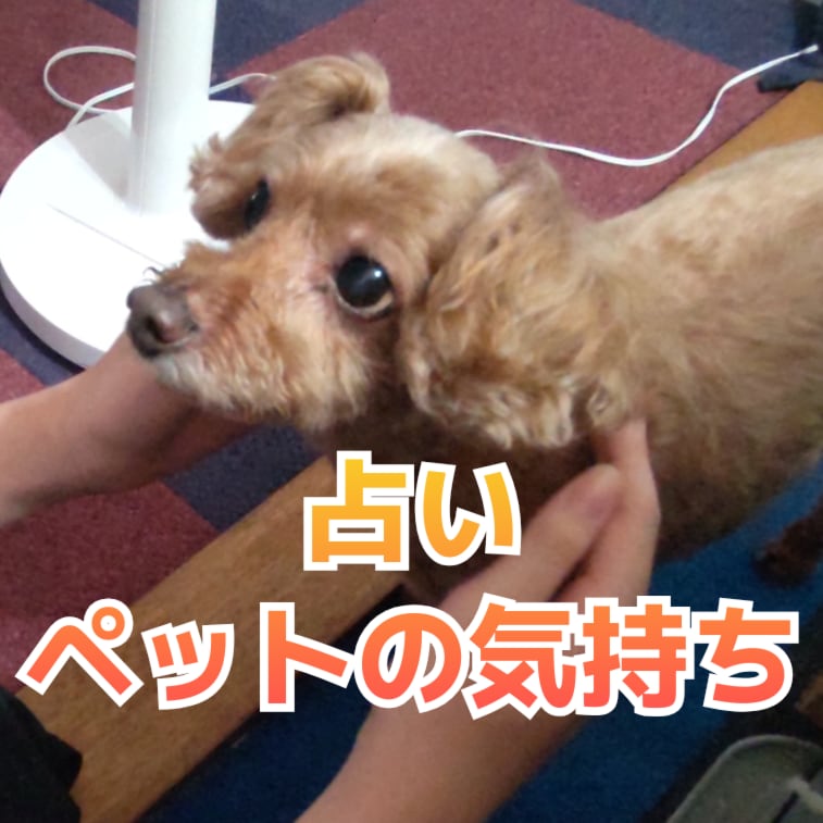 あなたのペットのお気持ちを見ていきます ハムスター、小鳥、兎等。亡くなったペットお気持ちも イメージ1