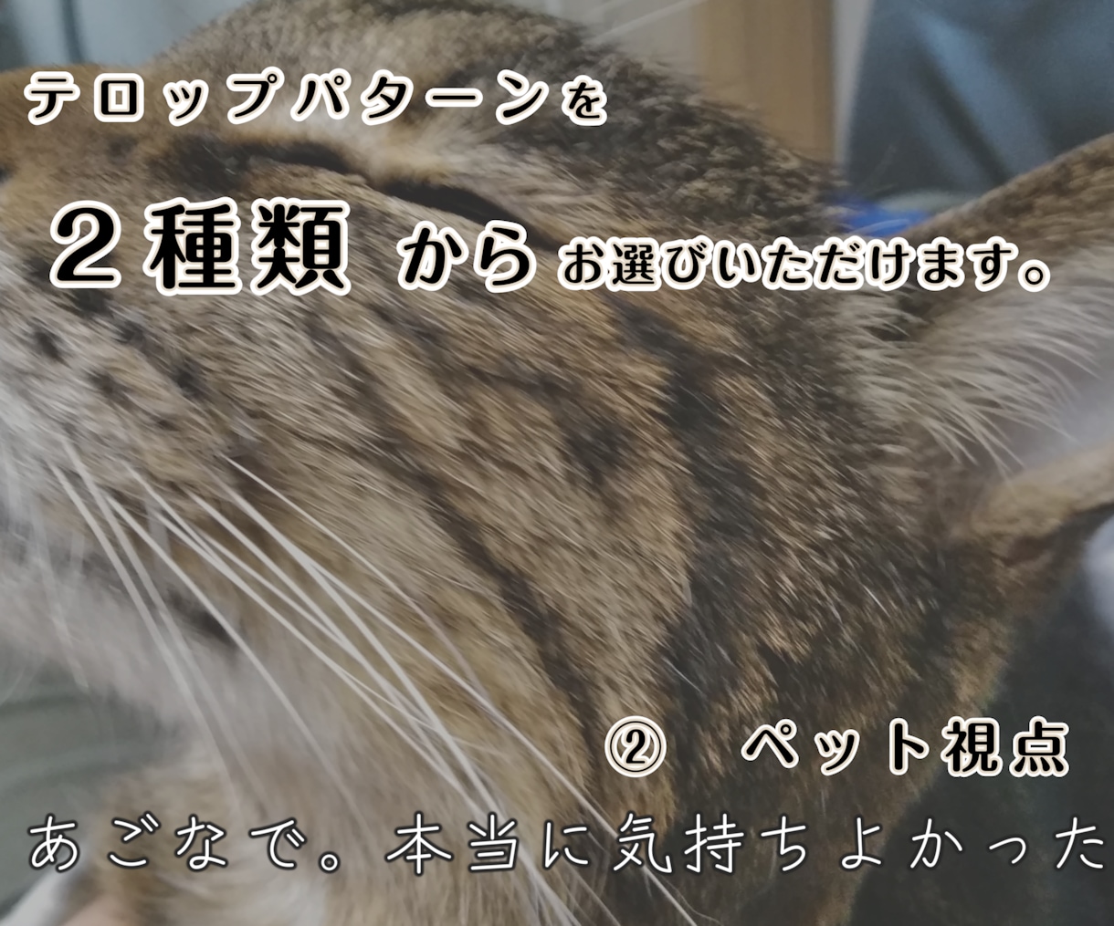 虹の橋を渡ったペット "想い出動画" つくります 「ありがとう。」　心に寄り添うナレーション。 イメージ7