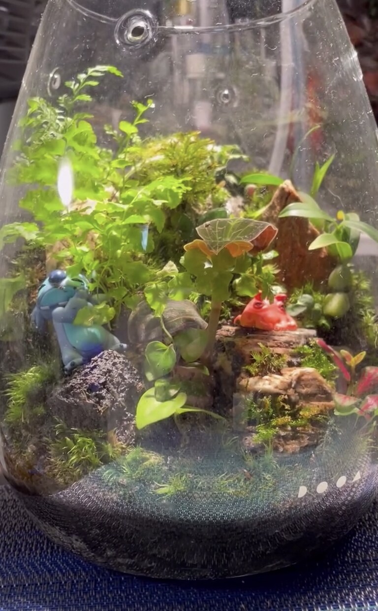苔テラリウム･パルダリウム作成します お家に小さな森を取り入れませんか？ イメージ6