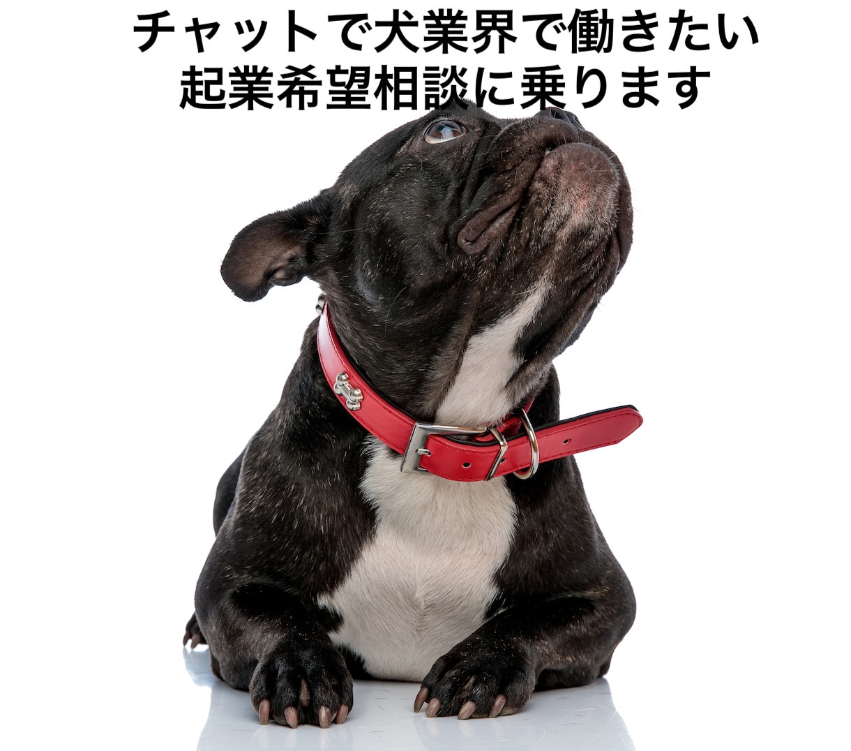 チャットで犬業界で働きたい・起業希望相談に乗ります 学生時代に起業し犬業界歴25年の経験がお役に立てれば幸いです イメージ1