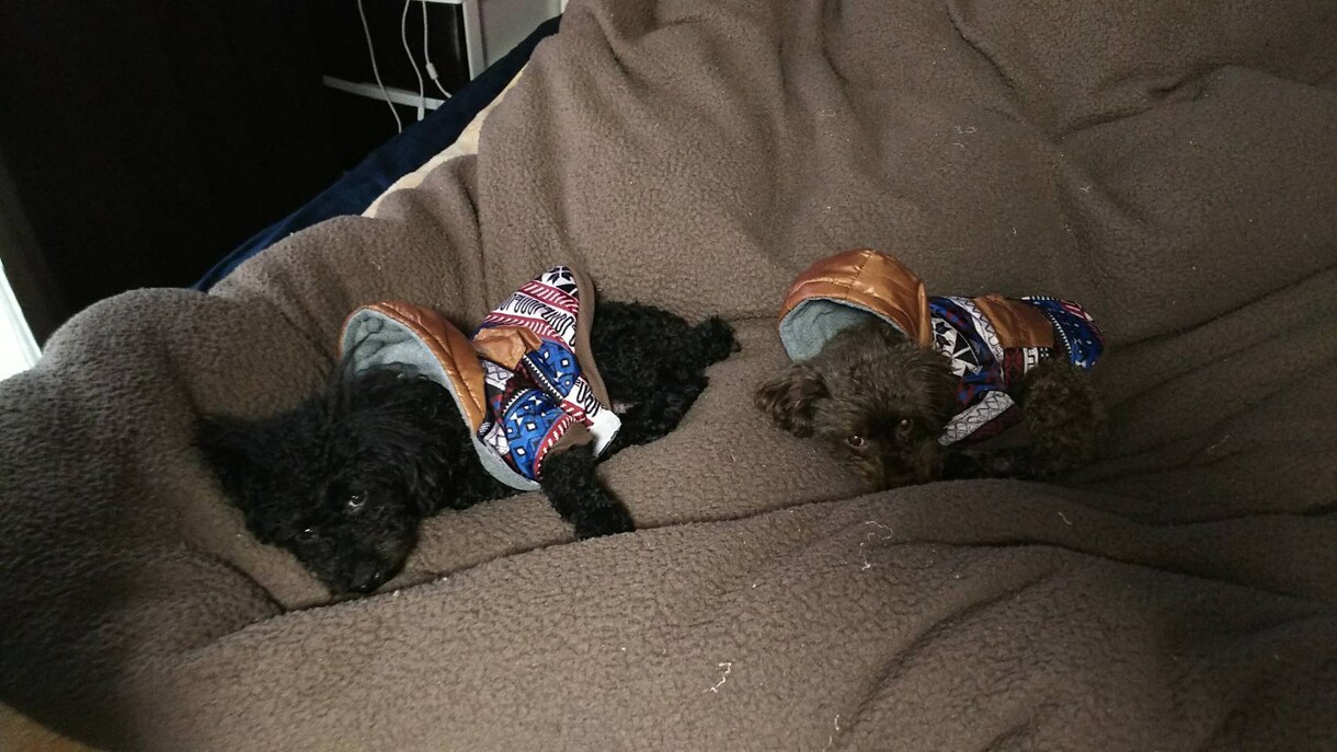 こころの悩み&愛犬の悩みの相談に乗ります 心の悩みや愛犬の悩みに相談乗ります♡ イメージ1