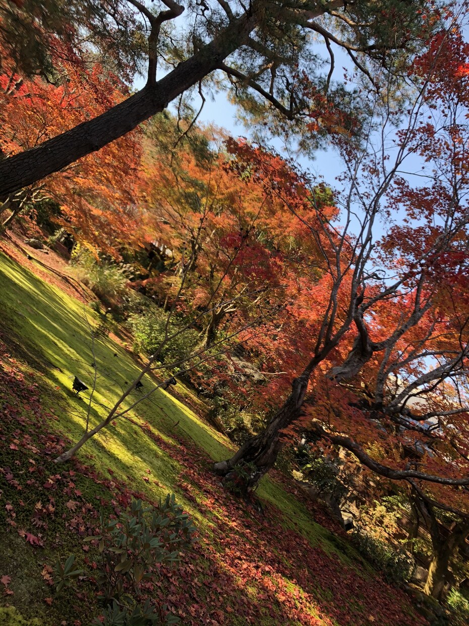 風景画や俳句にお役立ち！京都の絶景をお届けします ご希望の季節、天気、時間に合わせた写真/動画をお送りします！ イメージ3